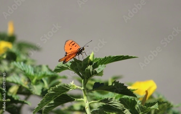Fototapeta butterfly on flower