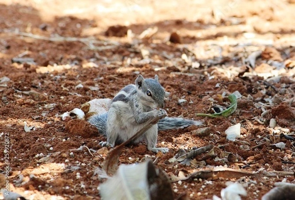 Obraz Squirrel in garden