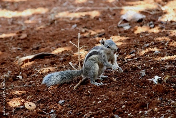 Obraz squirrel eating nut