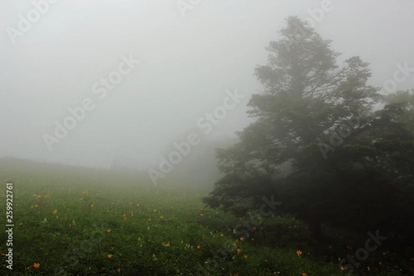 Fototapeta 霧に包まれる