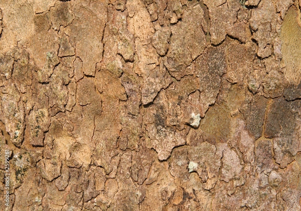 Obraz rough tree bark background.