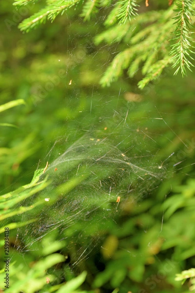 Fototapeta Bright forest web.
