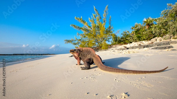 Obraz Echsen am Strand von Exuma, Bahamas
