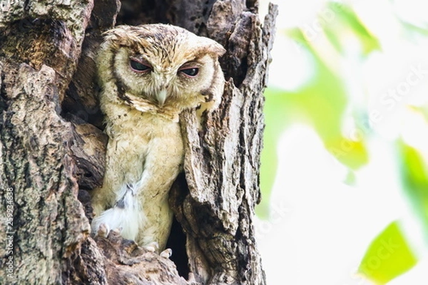 Fototapeta Collared Scops Owl (Otus Lempiji) in tree hollow.
