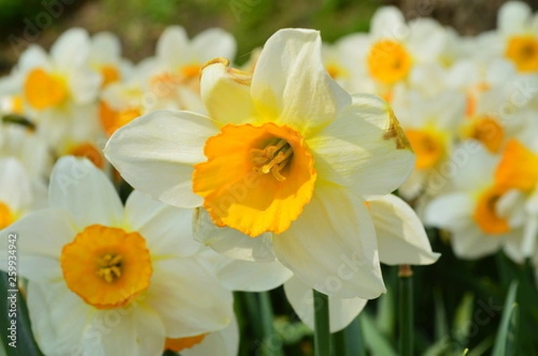 Fototapeta Spring flowers daffodils