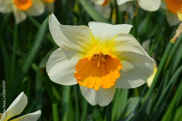 Obraz Spring flowers daffodils