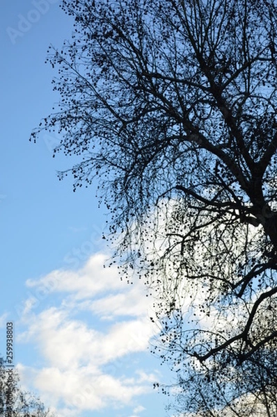 Obraz tree in the sky