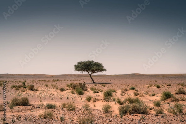 Obraz Single tree in the void, dirt and desert in Morocco