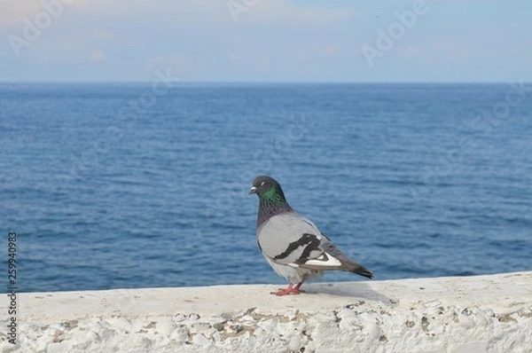 Obraz piegon and sea