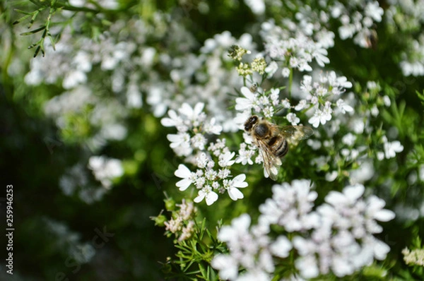 Obraz Coriander flowers in garden