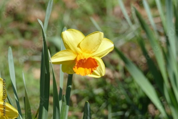 Obraz yellow and white narcisus on grassy lawn in Sigurtà garden park in the village of Valeggio on Mincio river