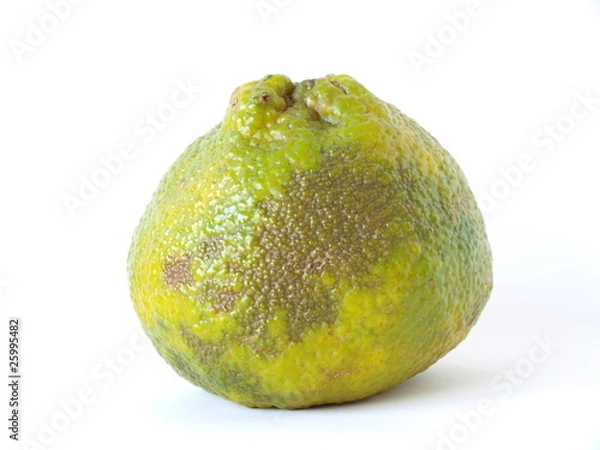 Obraz Ugli Fruit