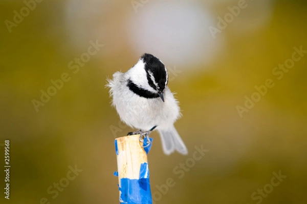 Obraz tit-ruffled perch