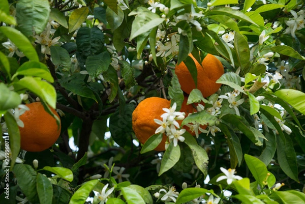 Obraz Orange orchard in Finike