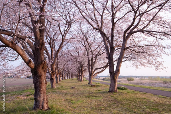 Fototapeta 宇都宮市　鬼怒川沿いの桜提