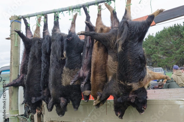 Fototapeta Entries in a wild, feral pig hunting competition in the Chatham Islands, New Zealand, hanging for the weigh-in and judging.