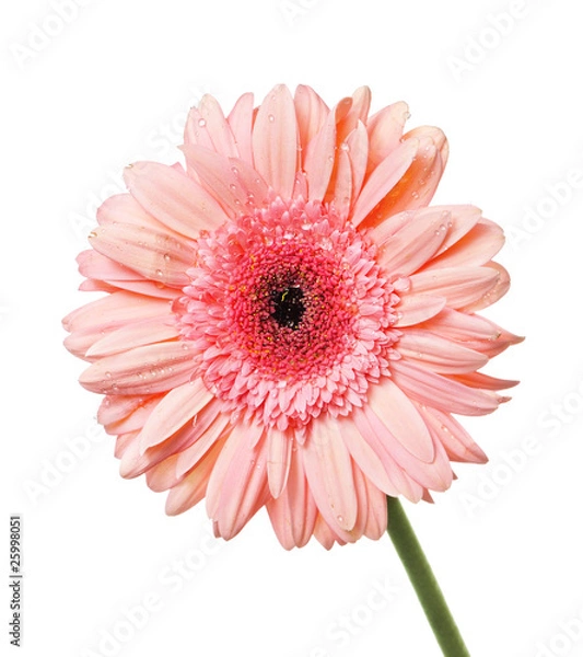 Fototapeta Gerbera with dew isolated