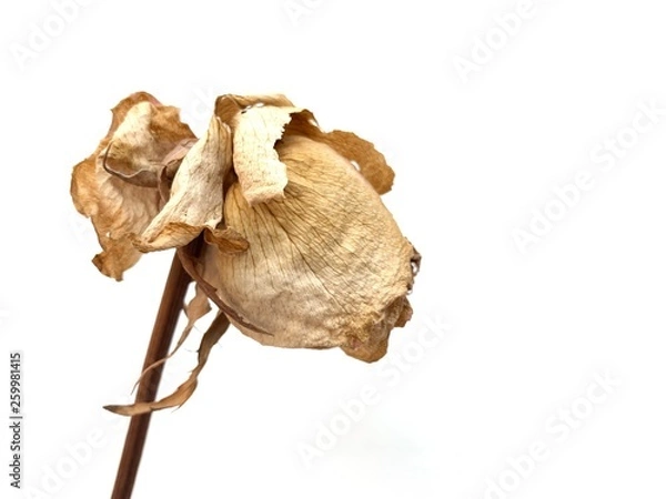 Fototapeta Flor marchita de perfil sobre fondo blanco 
