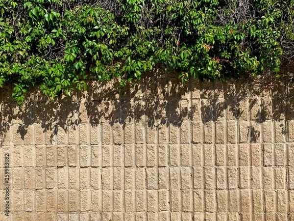 Fototapeta Fondo y textura de una pared de blocks rústico y enredaderas colgantes 