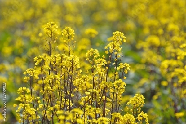 Fototapeta コウサイタイの黄色い花が咲く