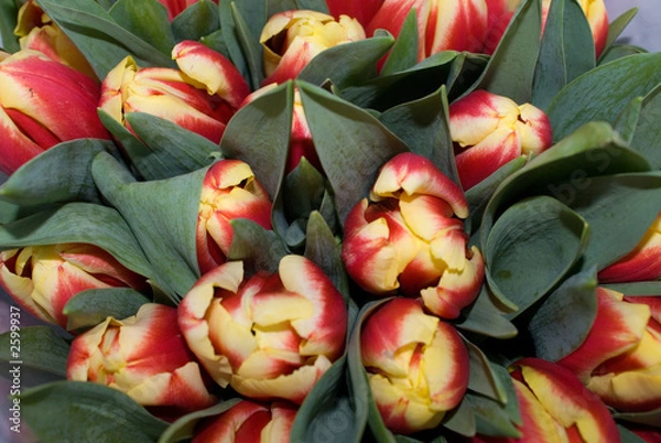 Obraz tulip