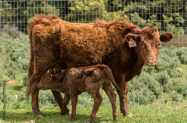 Fototapeta Red Dexter Cow, considered a rare breed, facing camera, with newly born calf by her side