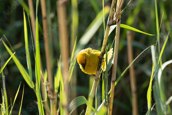 Obraz African Weaver Bird