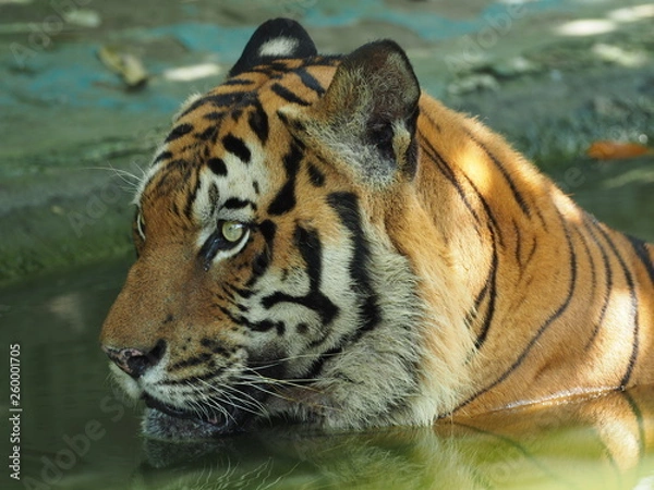 Fototapeta OLYMPUS DIGITAL CAMERA