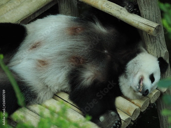 Fototapeta OLYMPUS DIGITAL CAMERA