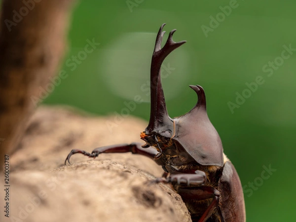 Obraz カブトムシ