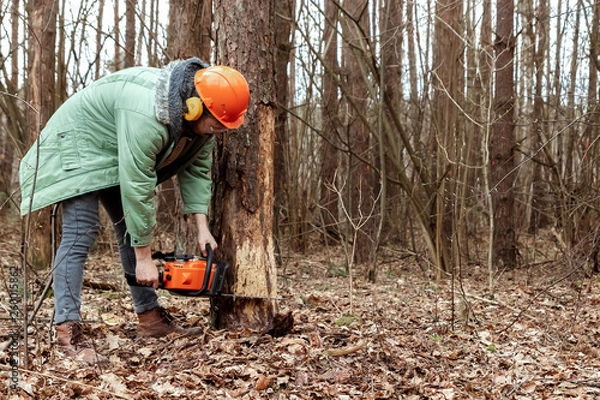 Fototapeta Logging, Worker in a protective suit with a chainsaw sawing wood. Cutting down trees, forest destruction. The concept of industrial destruction of trees, causing harm to the environment.