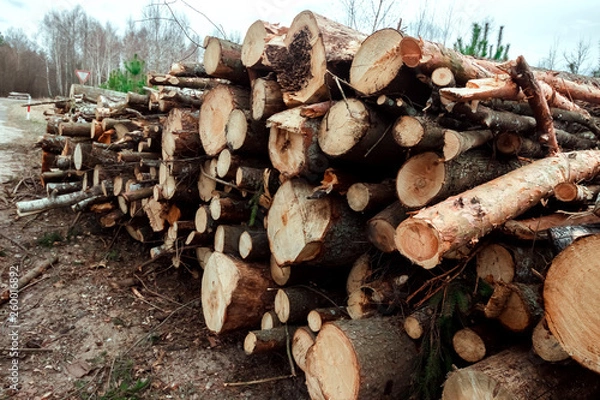 Fototapeta Logging, a lot of logs lying on the ground in the forest. Cutting down trees, forest destruction. The concept of industrial destruction of trees, causing harm to the environment.