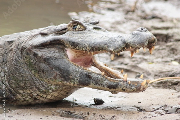 Obraz Yacaré abriendo la boca