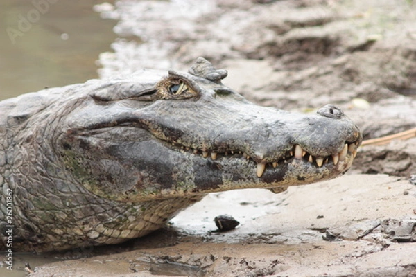 Obraz Yacaré de cerca