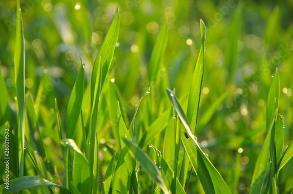 Obraz Grünes Gras im Morgentau