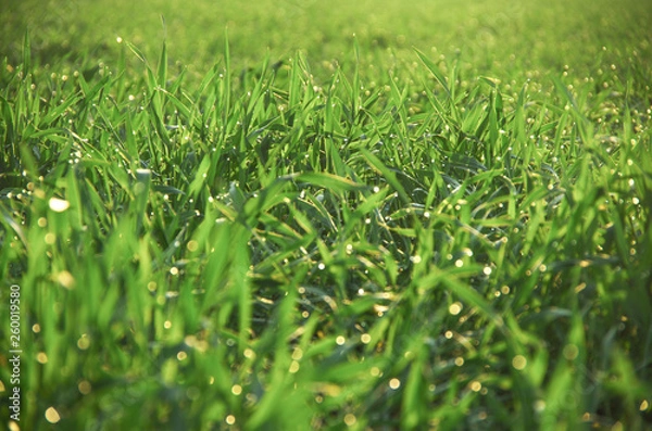 Obraz Grünes Gras im Morgentau