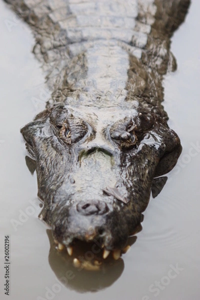 Obraz Perfil de Yacaré