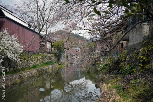 Fototapeta 滋賀県近江八幡市の八幡堀の風景