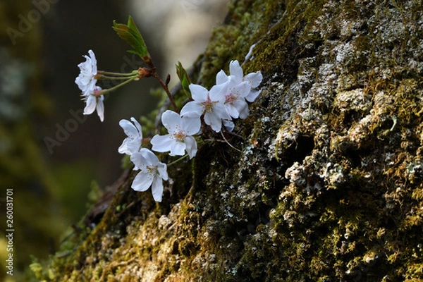 Fototapeta さくら