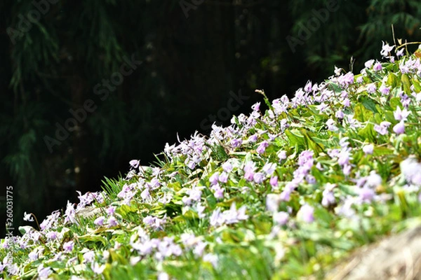 Obraz 清楚なカタクリの花
