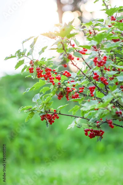 Fototapeta Ripe red currant in a summer garden. Ribes rubrum plant with ripe red berries.