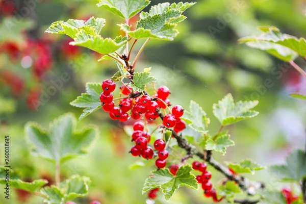 Fototapeta Ripe red currant in a summer garden. Ribes rubrum plant with ripe red berries.
