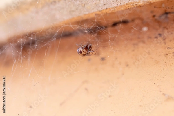Fototapeta Ragno