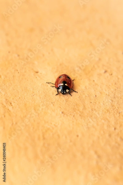 Fototapeta Coccinella