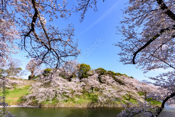 Fototapeta 千鳥ヶ淵の桜