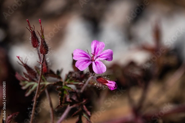Obraz Herb Robert Flower in Bloom in Springtime