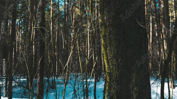 Obraz forest snow spring