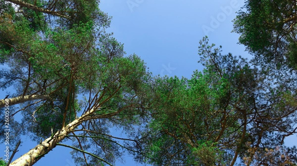 Obraz forest tree spring