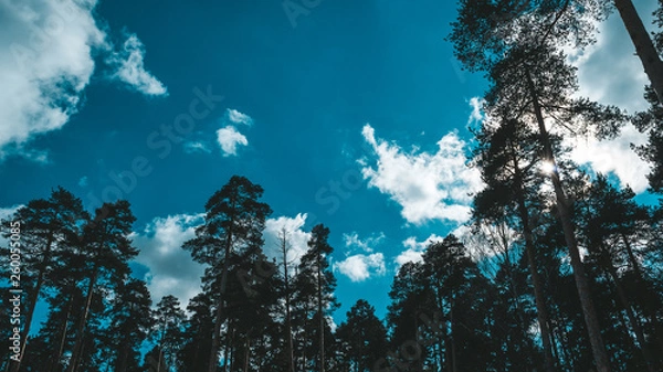 Obraz forest spring summer