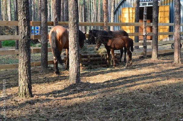 Obraz horse, foals, nature